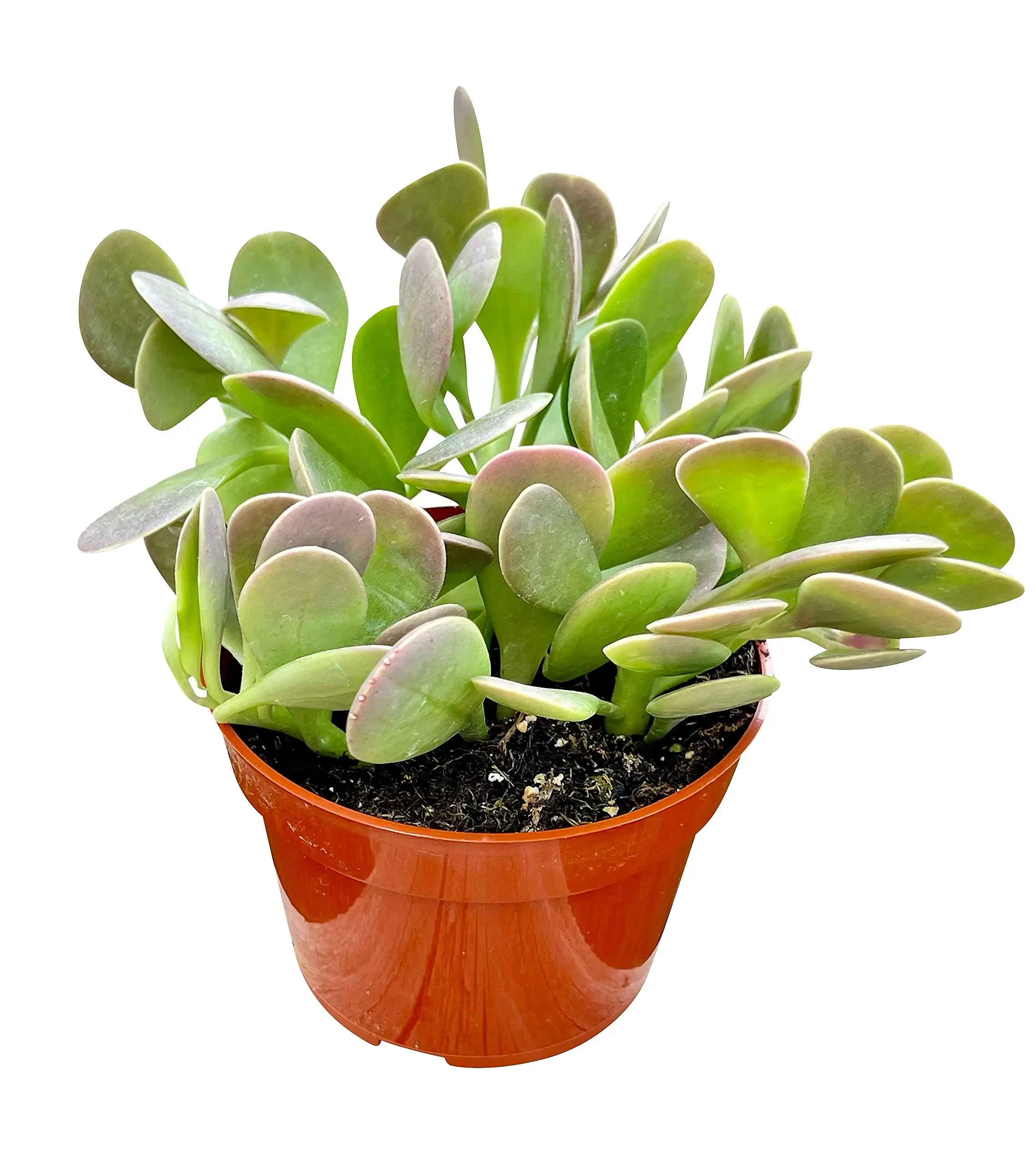 Live Weeping Jade Plant - Trailing Jade Plant - Variegated Succulent - Home Decor Plant - Homewarming Plant - Senecio Jacobsenii - 4 Inch Pot