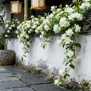 Weeping Jasmine Seed, Rare Scented Jasmine Flower Seeds for Planting, Easy to Grow Four Seasons Climbing Flower, Fragrant Ornamental Plant for Home, Balcony & Garden Decor