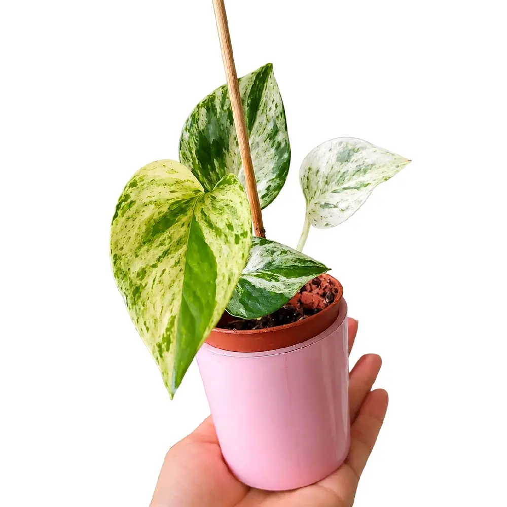 (Marble Queen Pothos) lover planter face Heavy Duty Seed Pot Indoor Succulent 3D Puzzle Planter