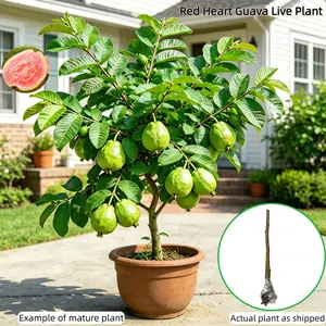 Heirloom Red Heart Guava Tree – 2-3 Year Bare Root, Ready to Plant, Naturally Pollinated, Grows in Pot or Ground, Low Maintenance for Beginners Compact
