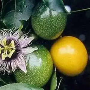 Yellow Passion fruit Seeds, TROPICAL PERENNIAL VINE