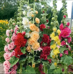 Dramatic Double Hollyhock Seeds Radiant Rose - 200pcs, Hardy Biennial, Mixed Colors, Pollinator-Friendly & Low Maintenance