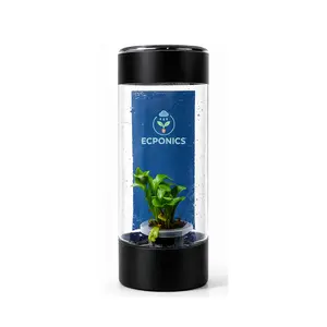 Asplenium Cristatum Fern - Starter Plant in ECPonics Capsule (Humidity Stable, Easy Grow)