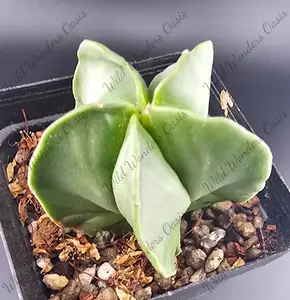 🌟🧼 Astrophytum Myriostigma Nudum – The Smooth Operator of the Cactus World 🧼🌟 (Small)