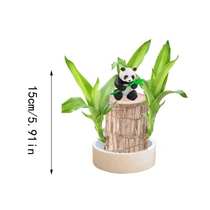 Brazilian Lucky Wood Plant,Brazilian Wood Doesn't Need to Wait to Sprout, Natural Air Cleaner, Suitable for Home Office Desk Decor (Purple)