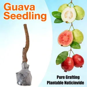 Guava Tree Live Plant – Sweet Tropical Guava Fruit Tree Seedling, Non-GMO Hardy Perennial Guava Sapling for Outdoor Garden Backyard Orchard Patio Container Planting
