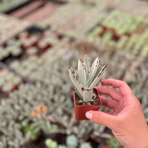 2” panda succulent miniature sculpture