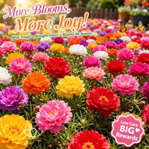 10,000 PCS Moss Rose Seeds for Planting  Colorful Portulaca Flower Seeds, Easy Grow Ground Cover Flowers, Bright Summer Blooms for Backyard Garden, Outdoor Landscaping & Home Garden