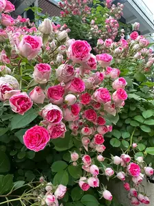 200 pcs Climbing Rose Seeds for Planting Outdoors Ornamental Climbing Flowers Rosa Bush Vine Climber Long-Blooming