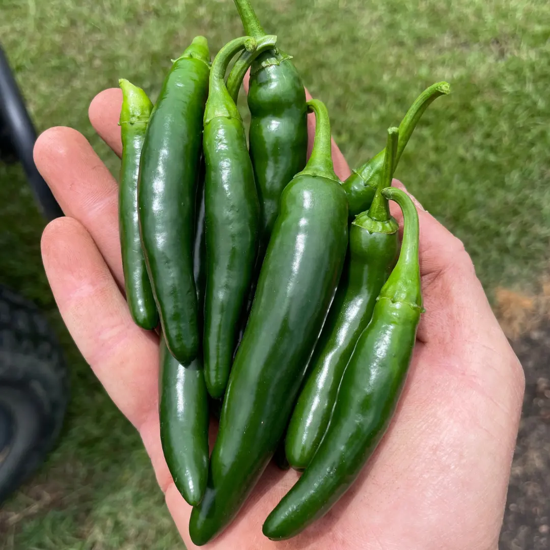 Pathfinder Serrano Pepper Seed