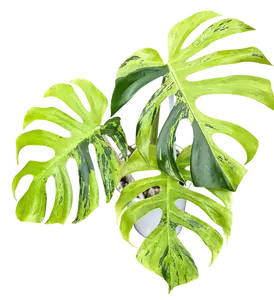 Monstera Deliciosa Light Lime Tissue Culture Live Plant - Light Lime - Neon Green Variegation - Dynamic Coloration - Gradient Hue - Dwarf Monstera - Rare Cultivar