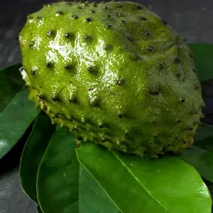 SOURSOP FRUIT TREE SEEDS Annona muricata Graviola Tropical RARE Brazilian Pawpaw - 10 seeds