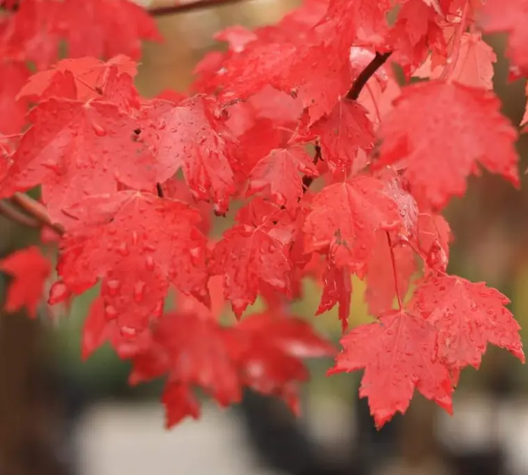 Sun Valley Maple Tree Live Plant - 12-24" Tall  - Gallon Pot - Fast-Growing Red Shade Maple Sapling - Acer rubrum 'Sun Valley'