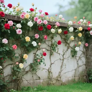 200 Pcs Climbing Rose Seeds for Planting Outdoor-Perennial Rare Rose Flowers Plant for Your Grarden Home