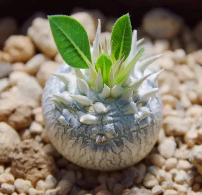 Brevicaule – Rare Succulent – Caudex Plant – Live Plant in 3" Pot