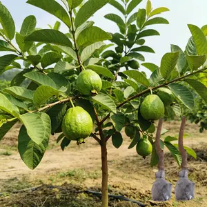 (ML#FF）Guava Tree Live Plant Tropical Fruit Seedling for Outdoor Garden Backyard or Container