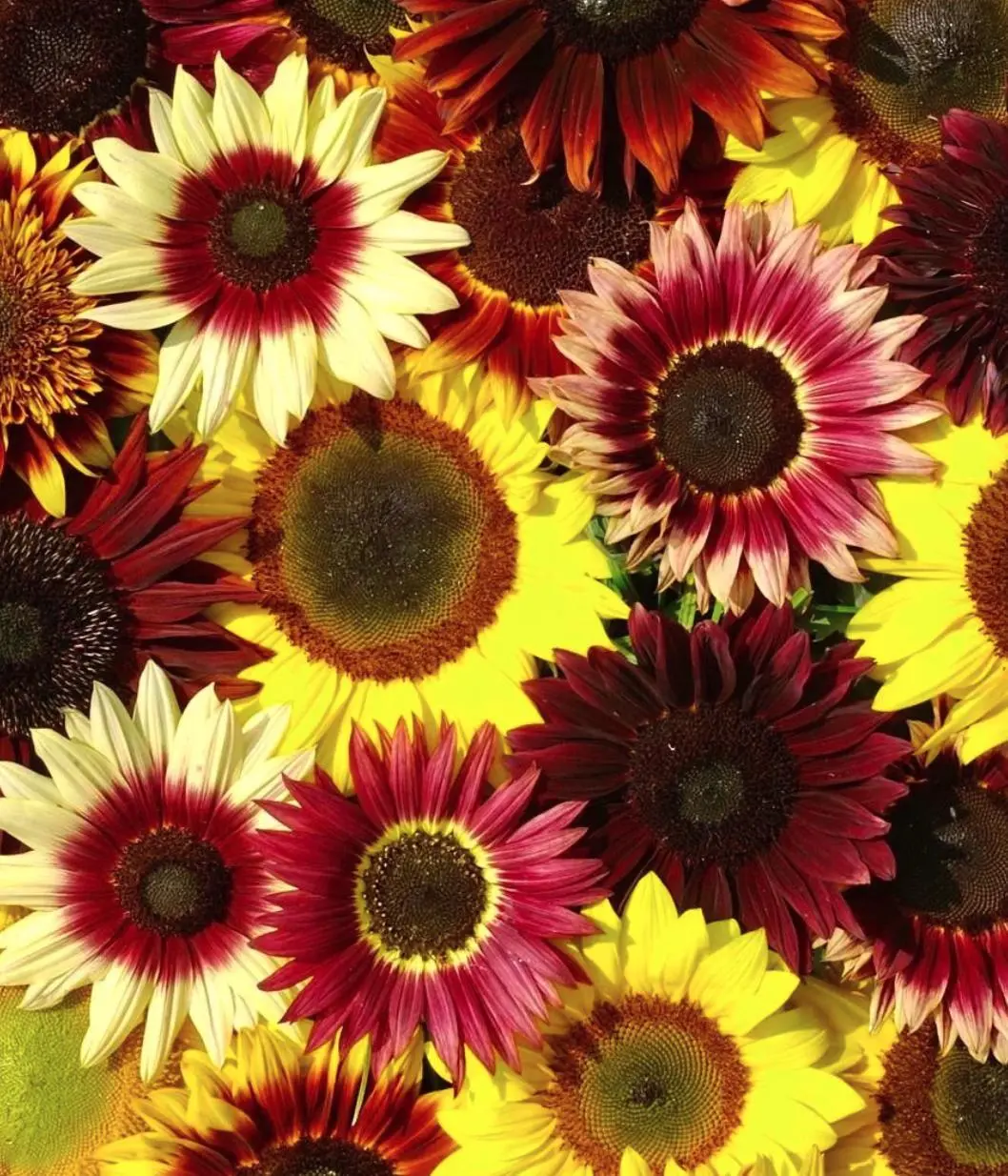 100pcs Mixed-Color Sunflower Seeds - Pink Varieties Included, Easy to Grow, Pollinator-Friendly for Pollinator Garden & Outdoor Planting, Pink Sunflowers