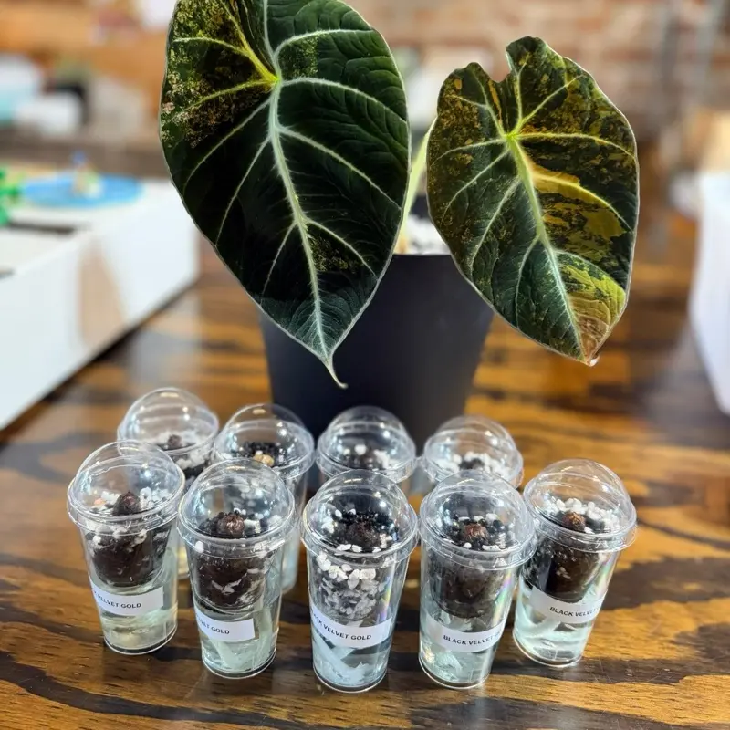 Alocasia Black Velvet Gold Corm