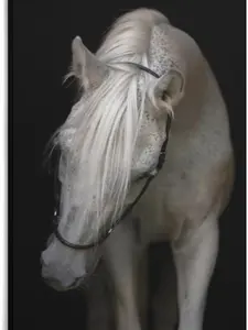 Home Decor Spirit White Horse Horse Hairstyle Animal Portrait Poster Canvas Wall Art Poster For Room Aesthetic And Decor Canvas Painting Wall Art Poster for Bedroom Living Room Decor 24x36inch(60x90cm)