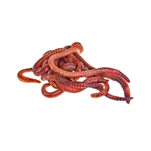 Red Wiggler Composting Worms – Live Vermicomposting Worms