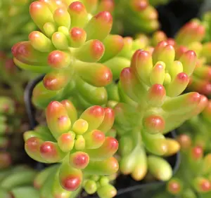 Live Sedum Jelly Bean Plant - Sedum Rubrotinctum Plant - Blue Jelly Bean - Many Fingers - Silver Jelly Beans - Succulent Beans -  4 Inch Pot