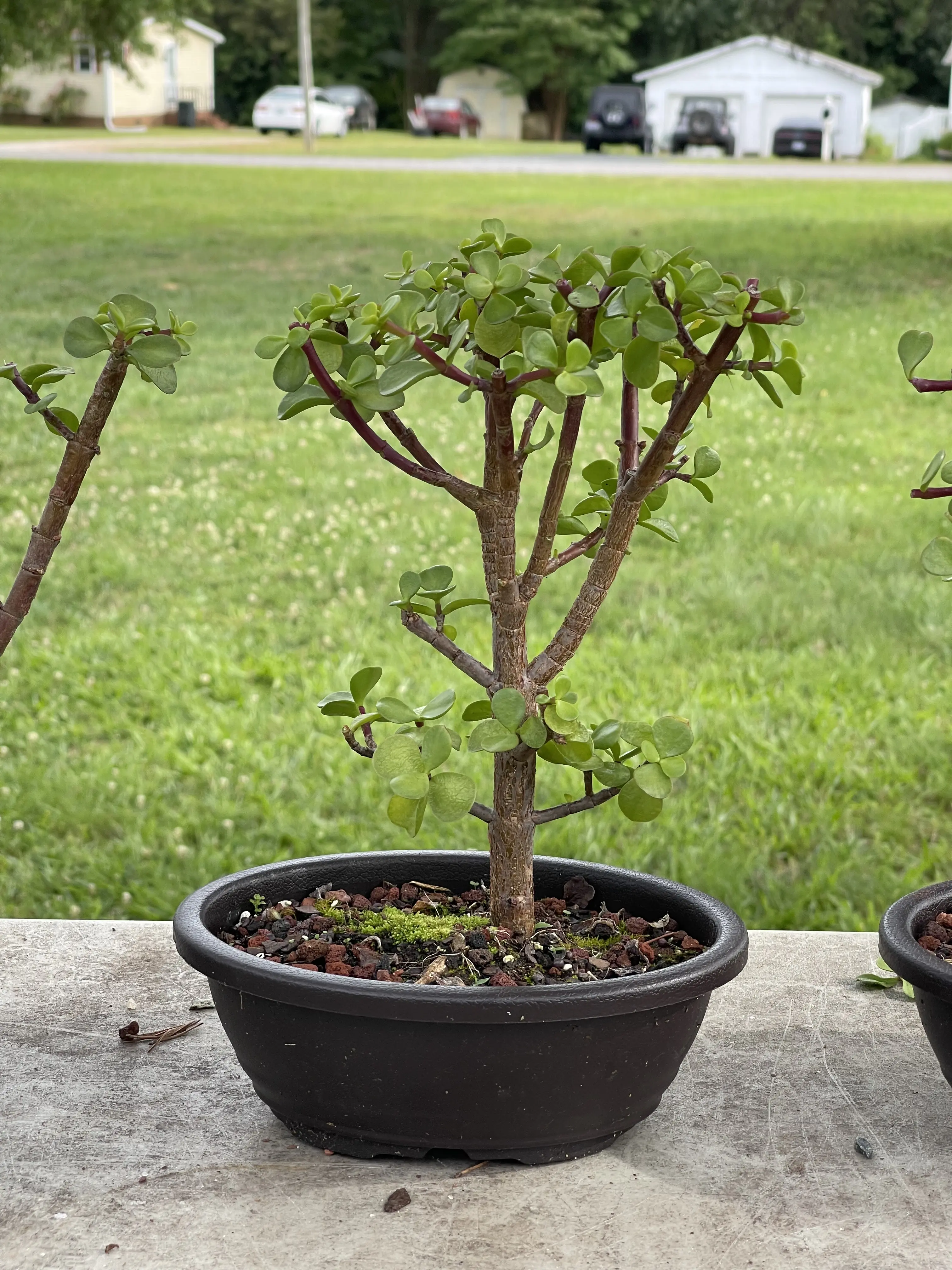 Dwarf jade bonsai tree