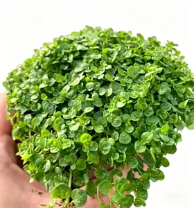 1000Pcs Corsican Mint Seeds (Mentha Requienii) - Mat-Forming Low-Growing Perennial Herb, Low-Maintenance Ground Cover for Outdoor Containers, Culinary Use