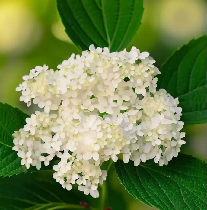 Arrowwood Viburnum Live Shrub - 10-18" Tall - 1qt Pot - Viburnum dentatum - Ornamental Hardy Landscape and Garden Bush