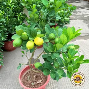 Indoor and outdoor Meyer lemon tree dwarf fruit tree | Sweet lemon | Potted Courtyard Garden | Easy to maintain Ideal gift for gardening enthusiasts and home kitchens