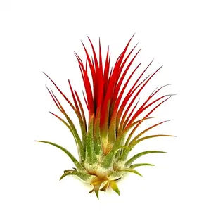 Tillandsia ionantha Red