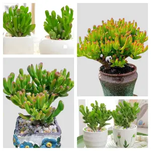 500 Pcs Jade Money Tree Succulent Seeds – Lucky Indoor Plant, Easy Care, Drought-Resistant, Perfect for Pots & Decor