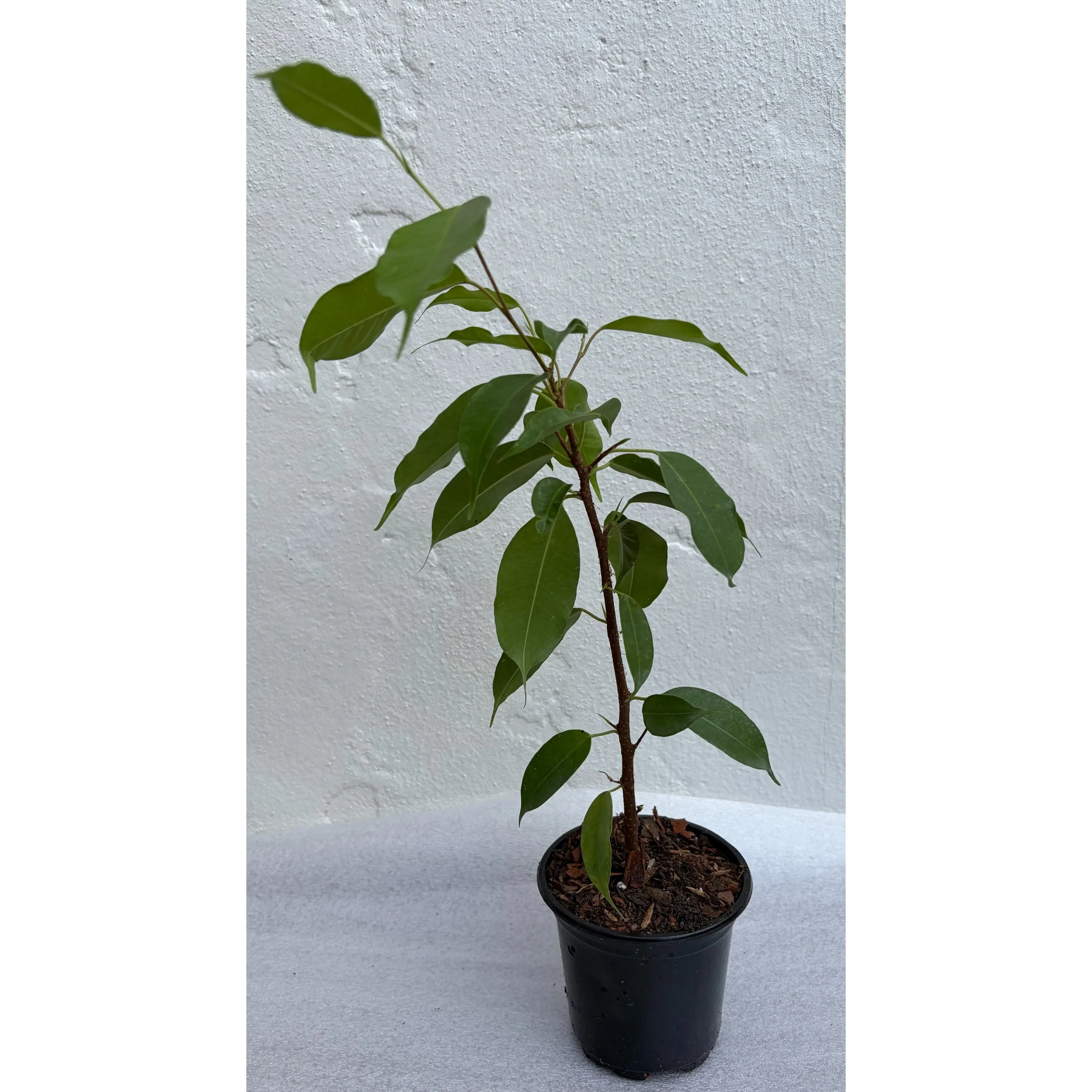 Ficus Benjamina Plant in 4" Pot