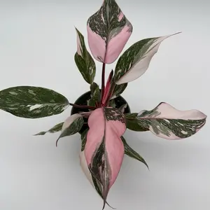 Philodendron Pink Princess Galaxy 4" pot - Rare Collector's Plant with Mottled Pink Leaves & Splashes of White Elegant Design Perfect for Home & Office Decor Decorative Houseplant