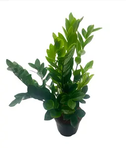 6” ZZ Plant, (Zamioculcas zamiifolia), Houseplant, Christmas Gift, Gift