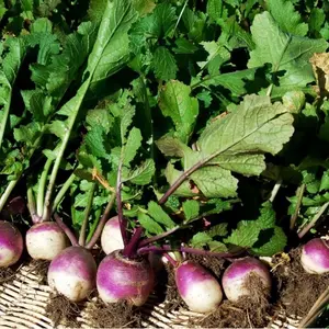 Turnip Green Seeds