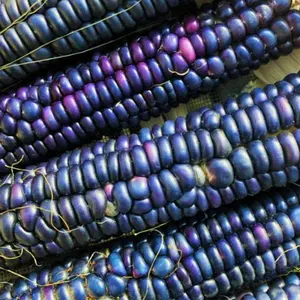 TomorrowSeeds - Rio Grande Blue Ornamental Corn Seeds -  Hopi Azul Indian Ornamental Maize Native American Corn Popcorn Untreated Seed for 2024