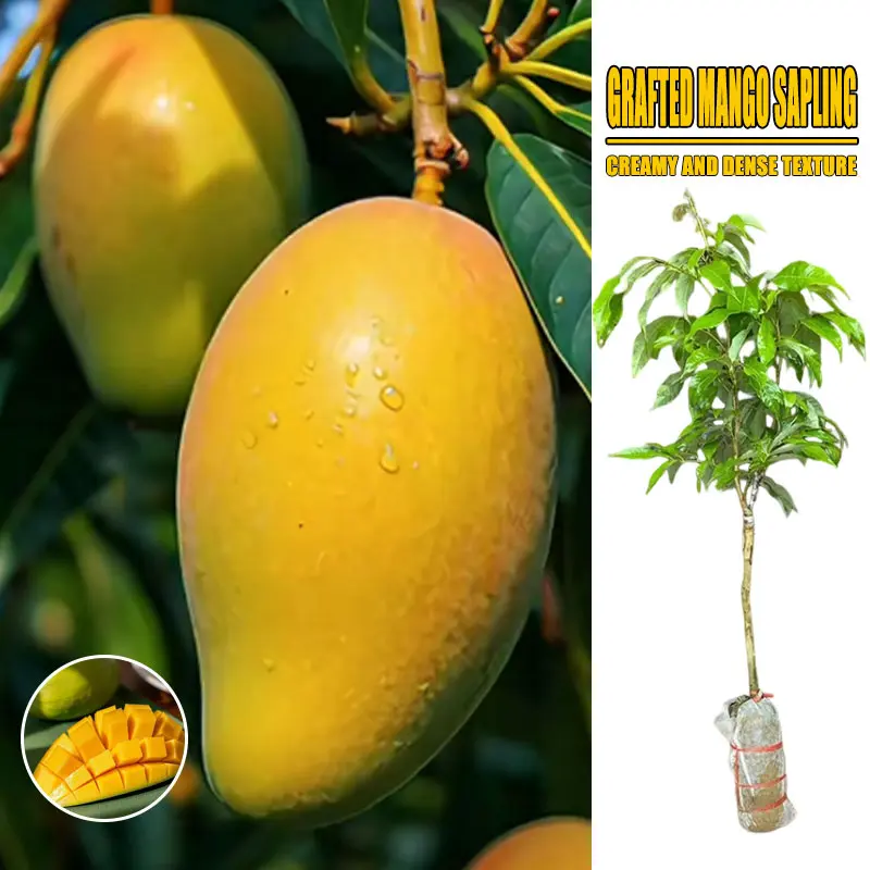 Sweet Juicy Mango Seedling Bare Root Grafted Mango Tree Easy To Grow Backyard Fruit Plant