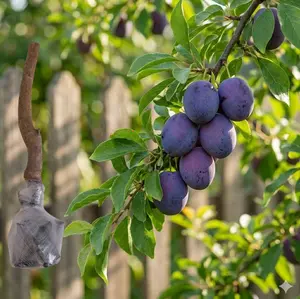 (HP #FF) Fresh Prune Plum Tree Sapling, Hardy Deciduous Fruit Tree for Home Garden, Backyard and Courtyard Planting, Adaptable Young Live Plant for Ground or Large Container Growing, Great for Hobby Gardeners
