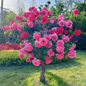 200 Pcs Rose Seeds for Planting Outdoor-Perennial Beautiful Rose Plant for Home Garden- High Germination Rate Open Pollinated