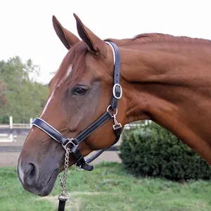 Joseph Sterling Aachen Dressage Halter