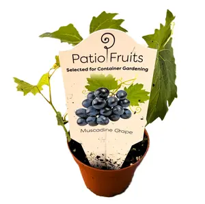 Muscadine Grape Vine - Zones 9 to 11 - Easy to Grow Vine -
