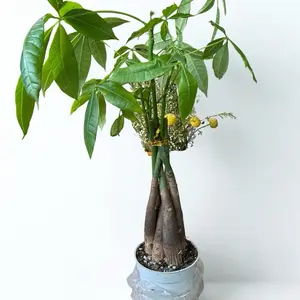 Braided Money Tree Plant - Ideal for Indoor Decor and Air Purification- “Good Luck Plant”