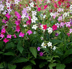 NICOTIANA ALATA mixed color flowering garden plant exotic seed 20 seeds