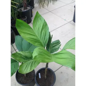 Ernest August's Palm - Understory Fishtail Palm - Live Plant in a 10 Inch Pot - Chamaedorea Ernesti Augusti - Rare Ornamental Palms from Florida