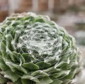Live Hen And Chicks Plant - Cobweb Hen And Chicks Plant - Cobweb Houseleek Plant - Sempervivum Plant - 4 Inch Pot