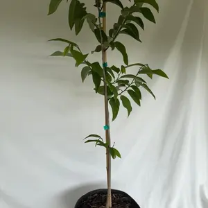 Sugar Apple Trees, 2-3ft Tall, Potted in 3-Gal Containers