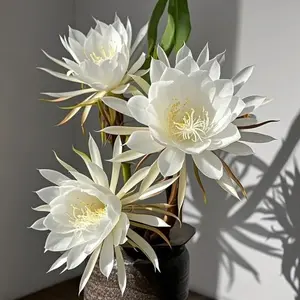 1000Pcs Epiphyllum (Queen of the Night) Seeds – Rare Night-Blooming Flower for Indoor & Outdoor Growing