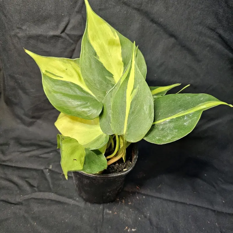 is brazil a pothos or philodendron - TikTok Shop