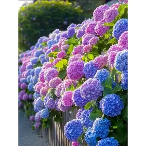Hydrangea Seeds – Beautiful and Hardy Blooms for Your Garden