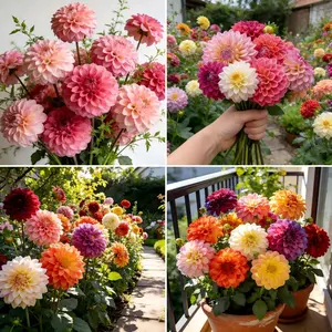 400+ Mixed Dahlia Seeds for Planting, Colorful Perennial Heirloom Dahlia pinnata, Long Blooming Cut Flowers for Garden Beds, Borders and Containers